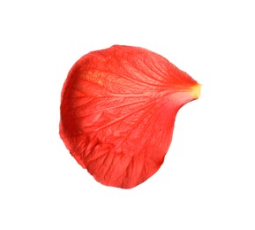 Beautiful red hibiscus petal isolated on white