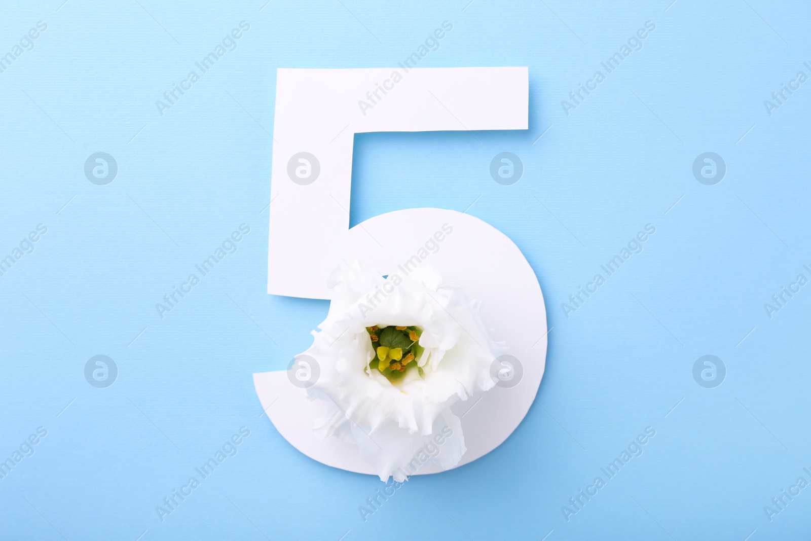 Photo of Paper number 5 and beautiful flower on light blue background, top view