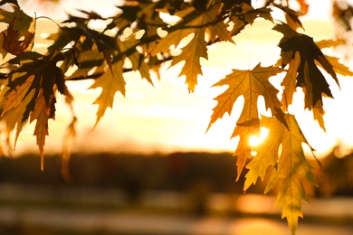 Photo of Tree branch with sunlit golden leaves in park, closeup. Autumn season