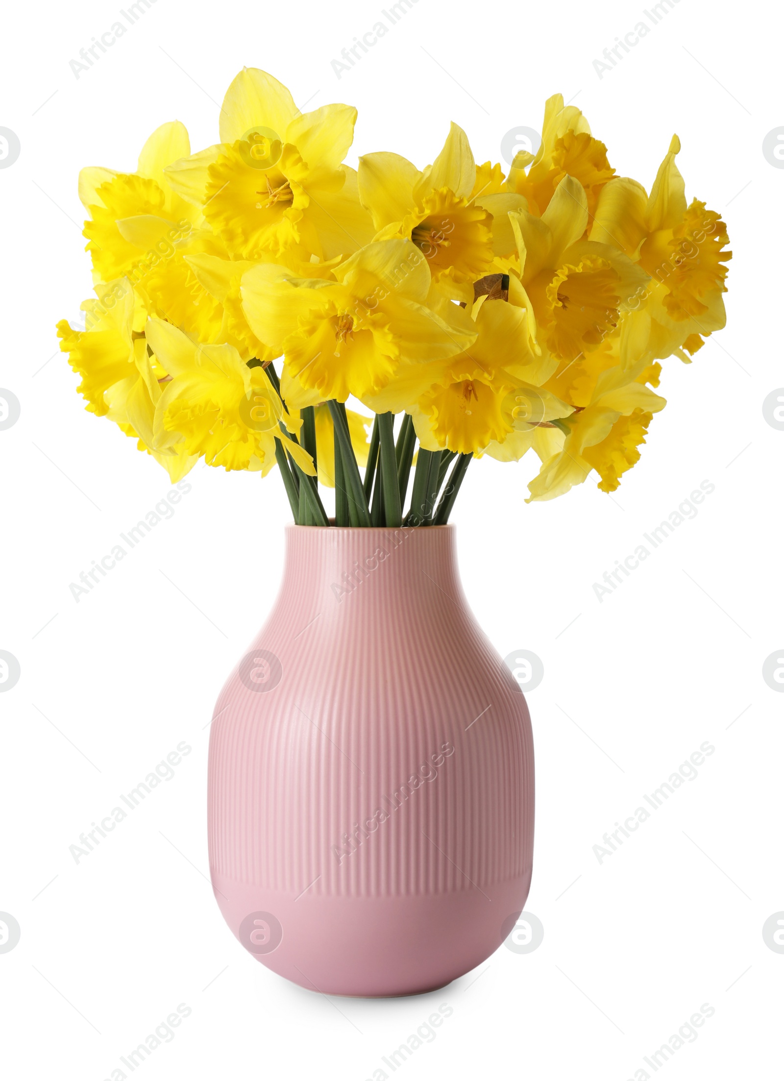 Photo of Beautiful daffodils in vase on white background