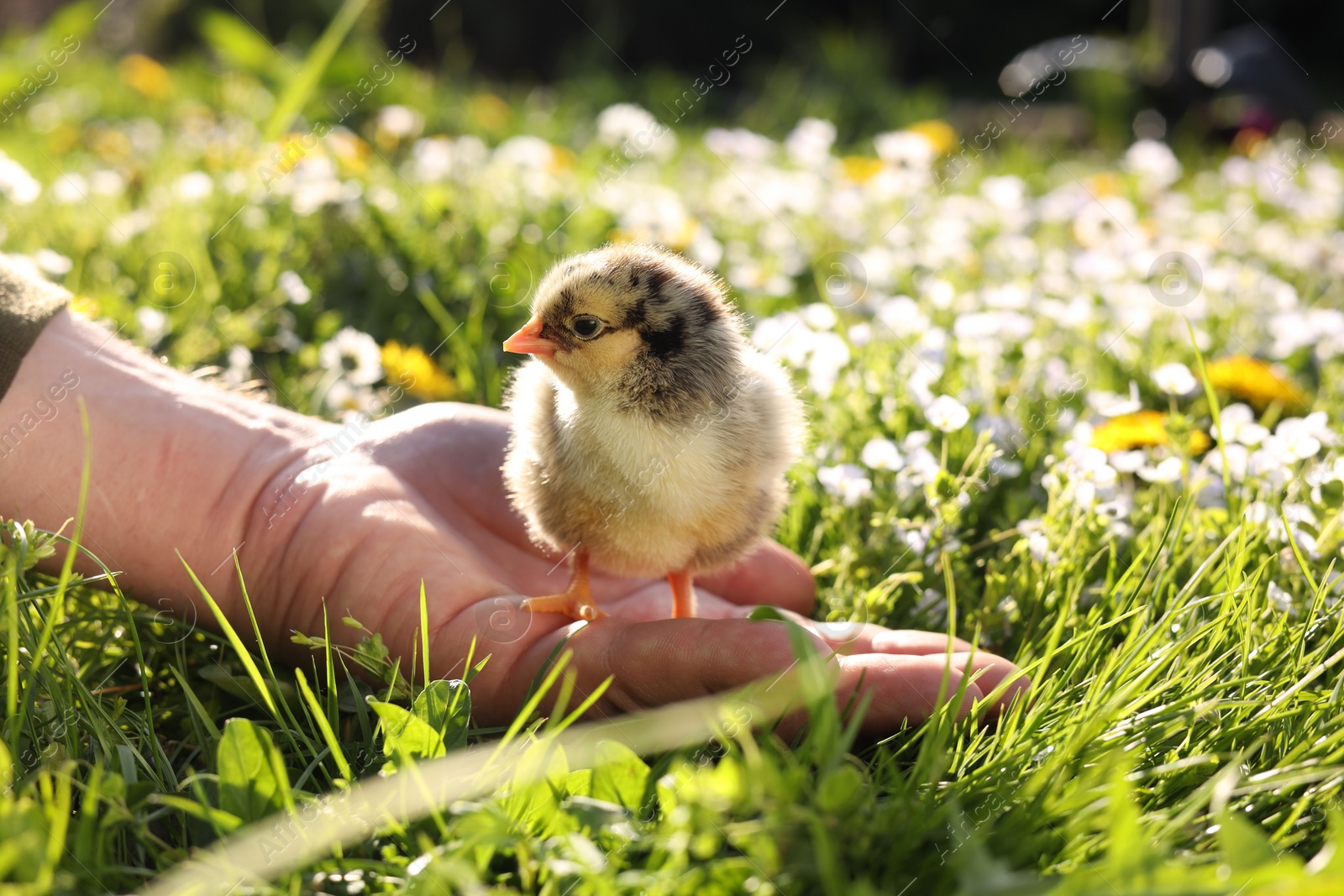 Photo of Man with cute chick on green grass outdoors., closeup. Baby animal