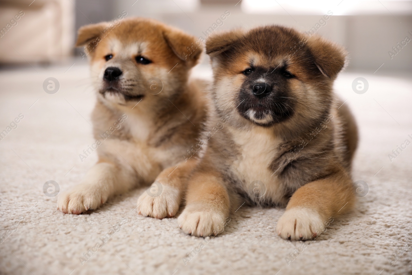 Photo of Adorable Akita Inu puppies on carpet indoors