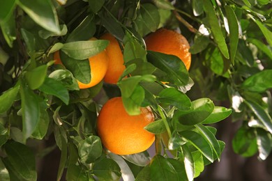 Oranges among green leaves on tree outdoors, closeup