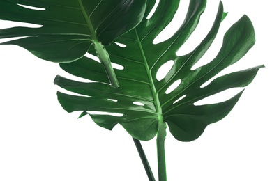Photo of Beautiful monstera leaves on white background, closeup. Tropical plant