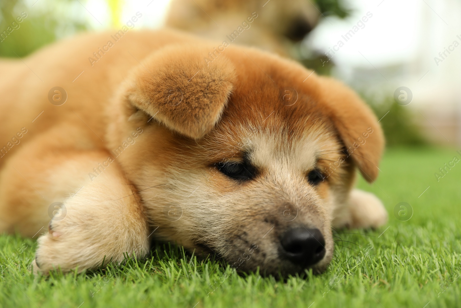 Photo of Cute Akita Inu puppy on green grass outdoors. Baby animal