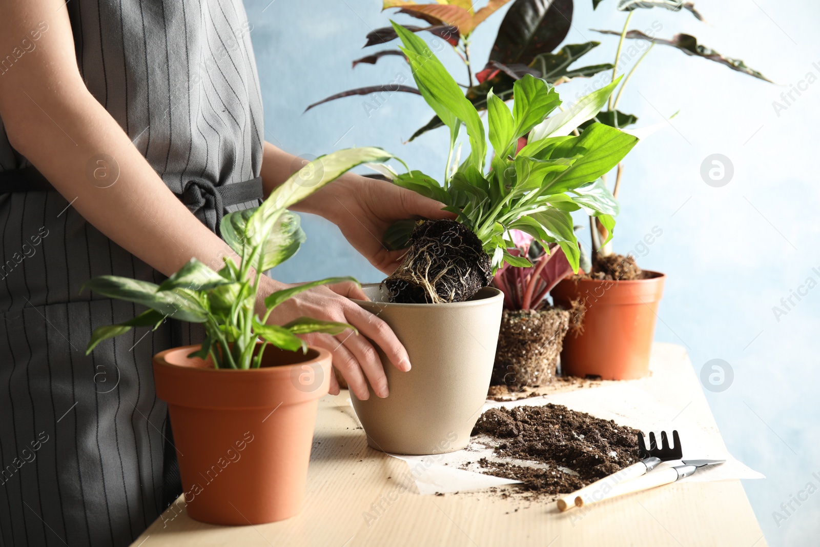 Photo of Woman transplanting home plant into new pot at table, closeup