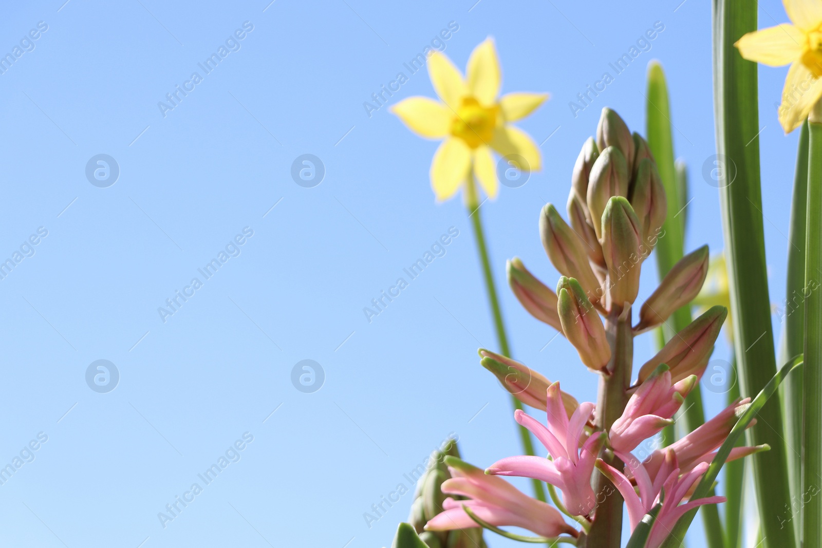 Photo of Beautiful spring flowers growing outdoors on sunny day, space for text