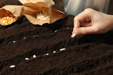 Woman planting beans into fertile soil, closeup. Vegetable seeds