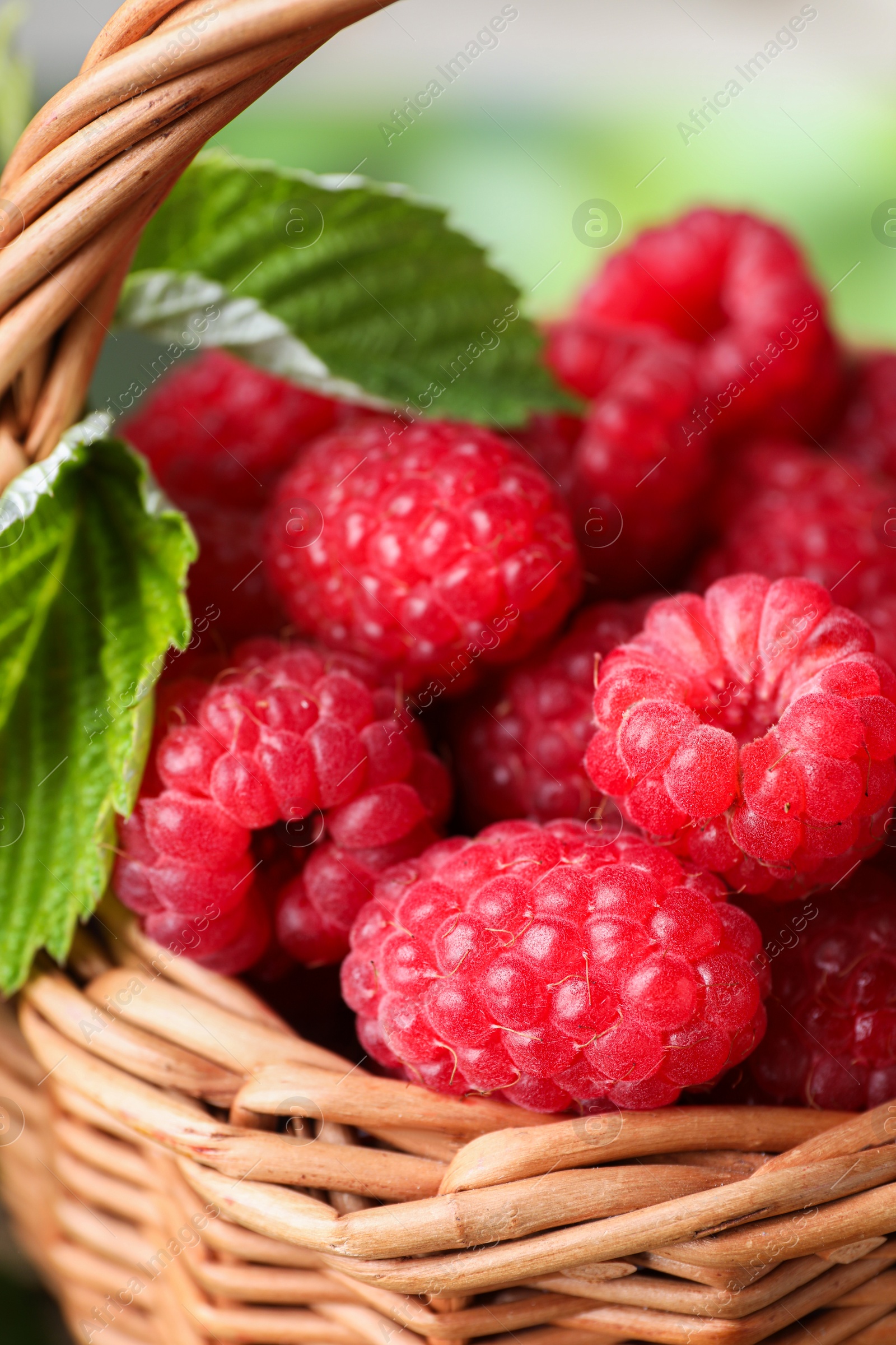 Photo of Tasty ripe raspberries and green leaves in wicker basket, closeup