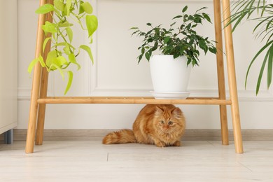 Adorable cat under wooden table with green houseplants at home