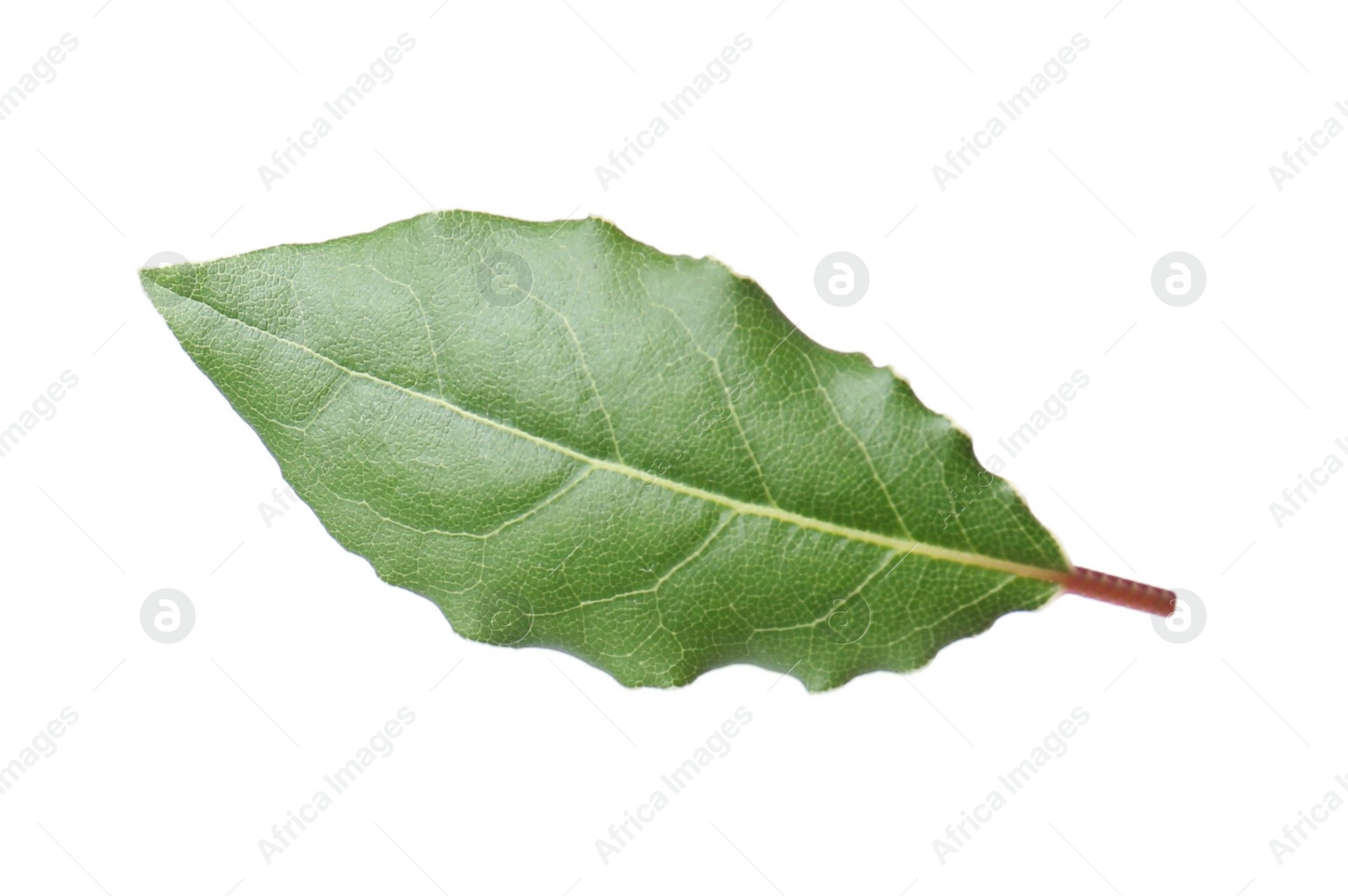 Photo of One fresh bay leaf isolated on white