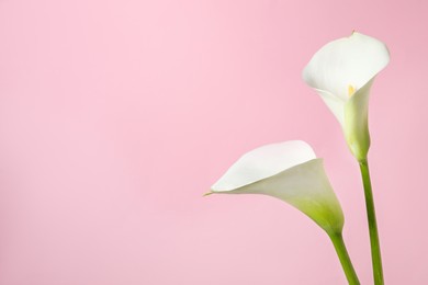 Photo of Beautiful calla lily flowers on pink background. Space for text