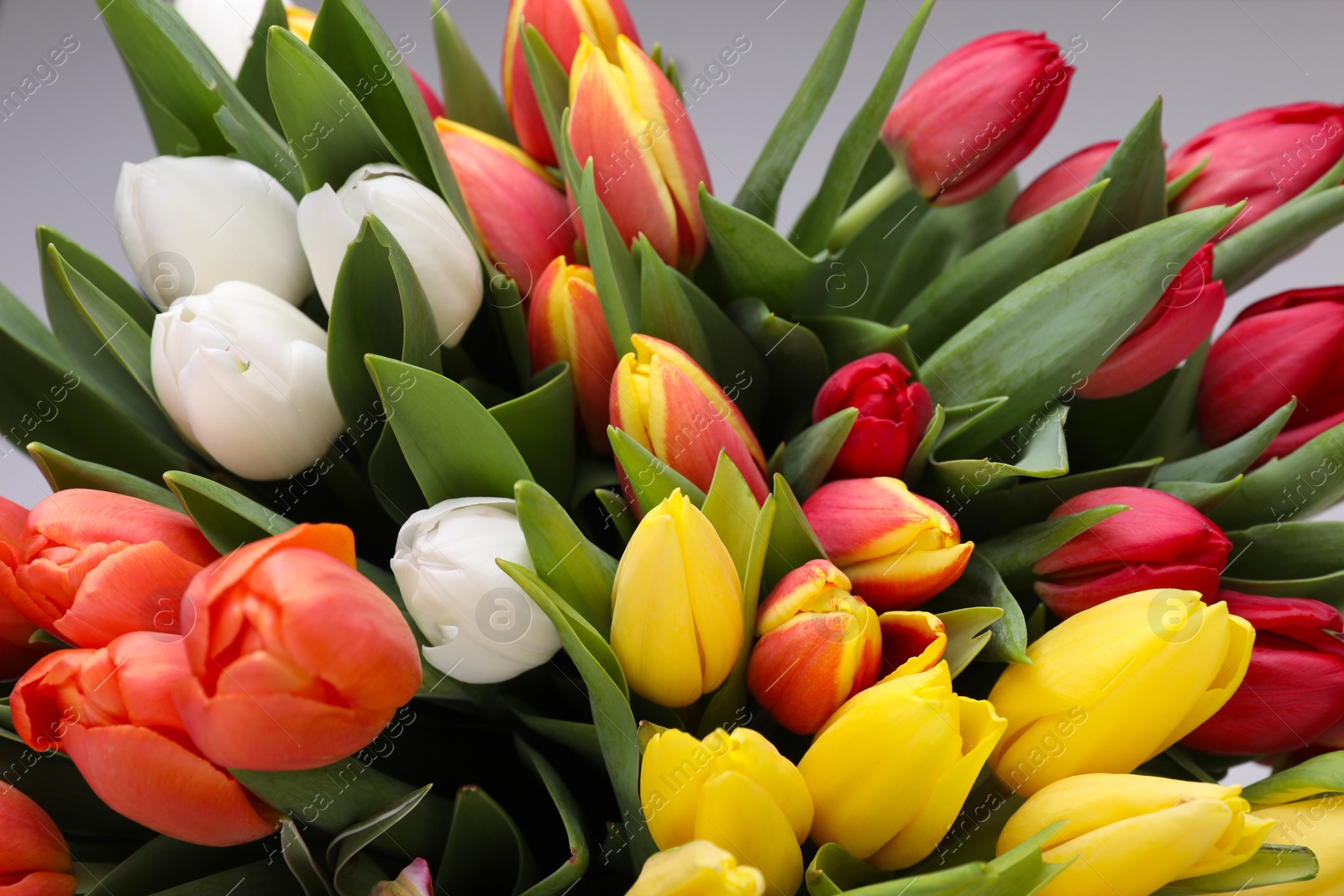 Photo of Beautiful colorful tulip flowers on grey background, closeup