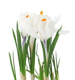 Photo of Beautiful crocus flowers isolated on white. Spring season