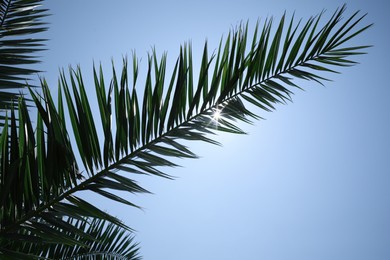 Photo of Beautiful green tropical leaves against blue sky, bottom view