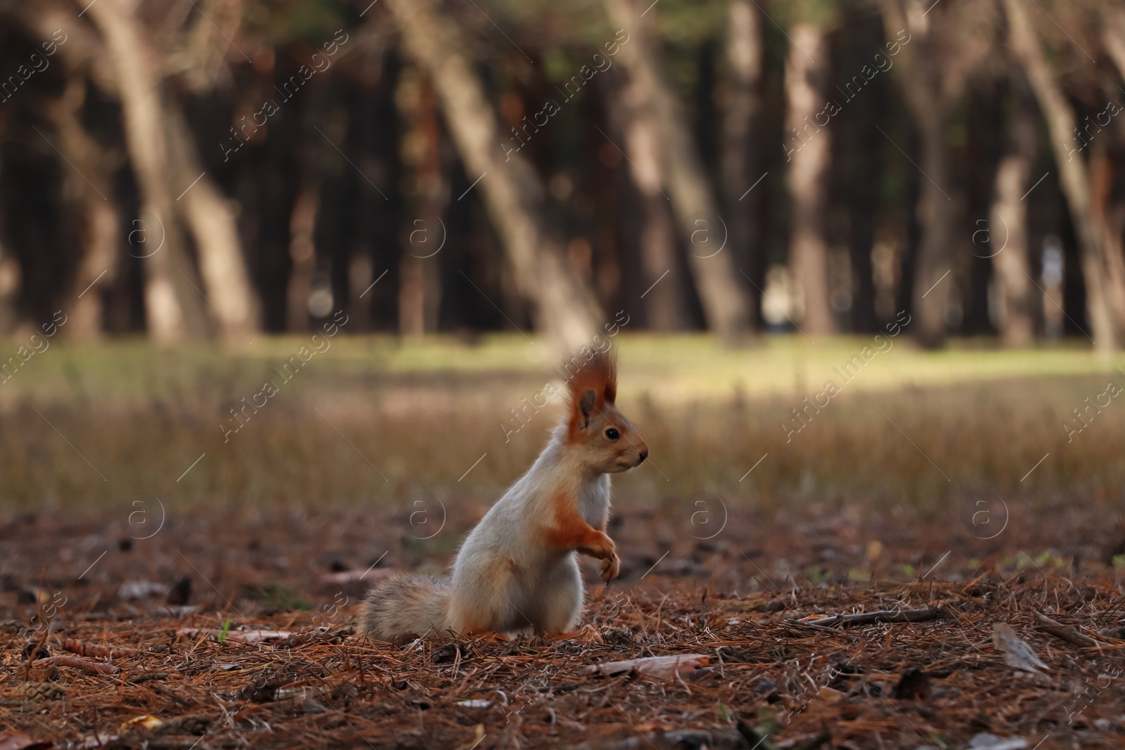 Photo of Cute red squirrel on ground in forest