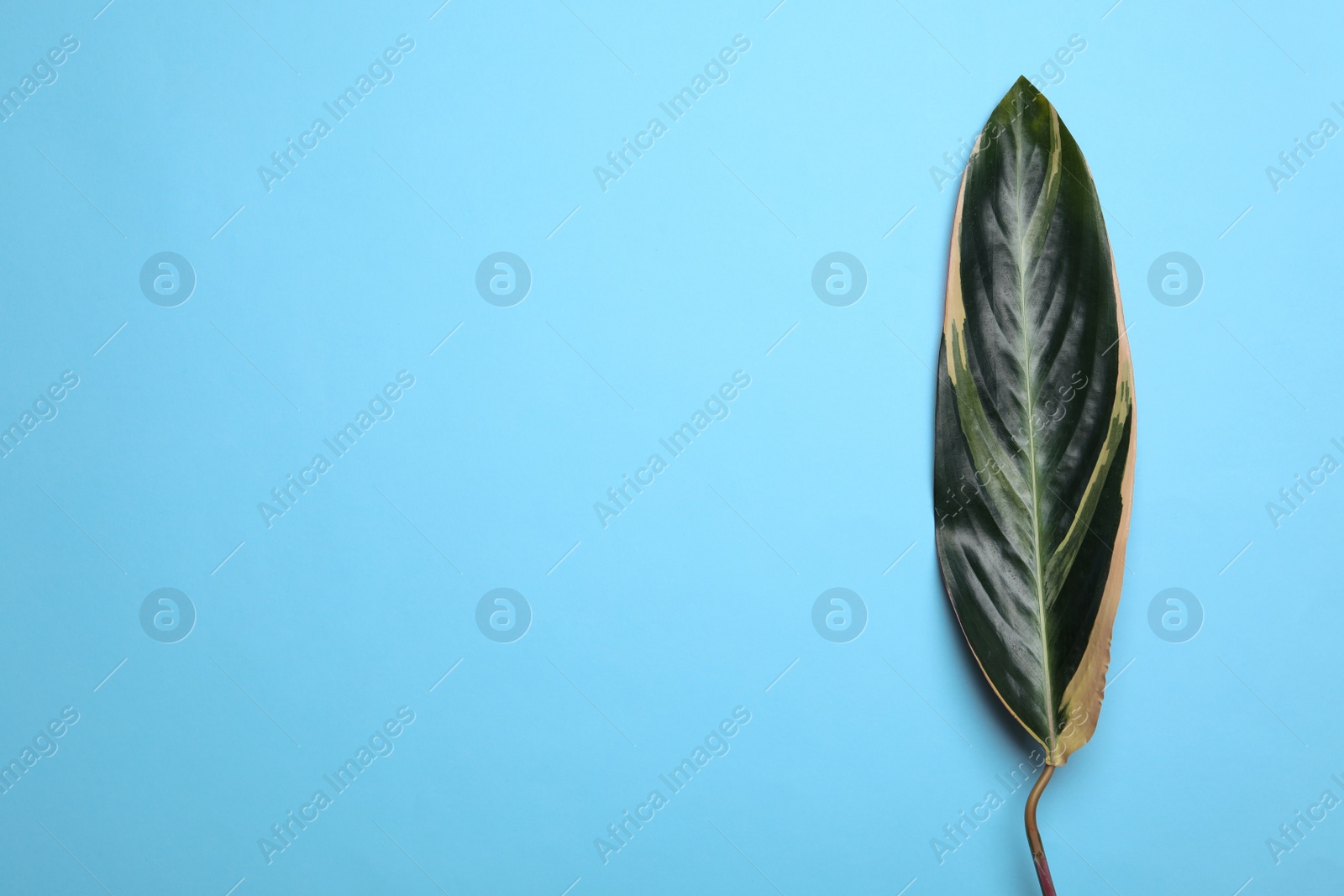 Photo of Leaf of tropical stromanthe plant on color background, top view with space for text