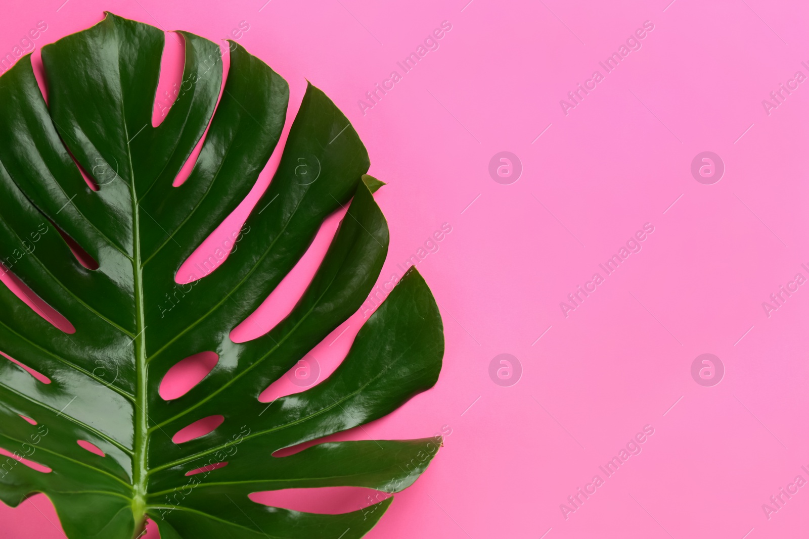 Photo of Beautiful monstera leaf on pink background, top view with space for text. Tropical plant