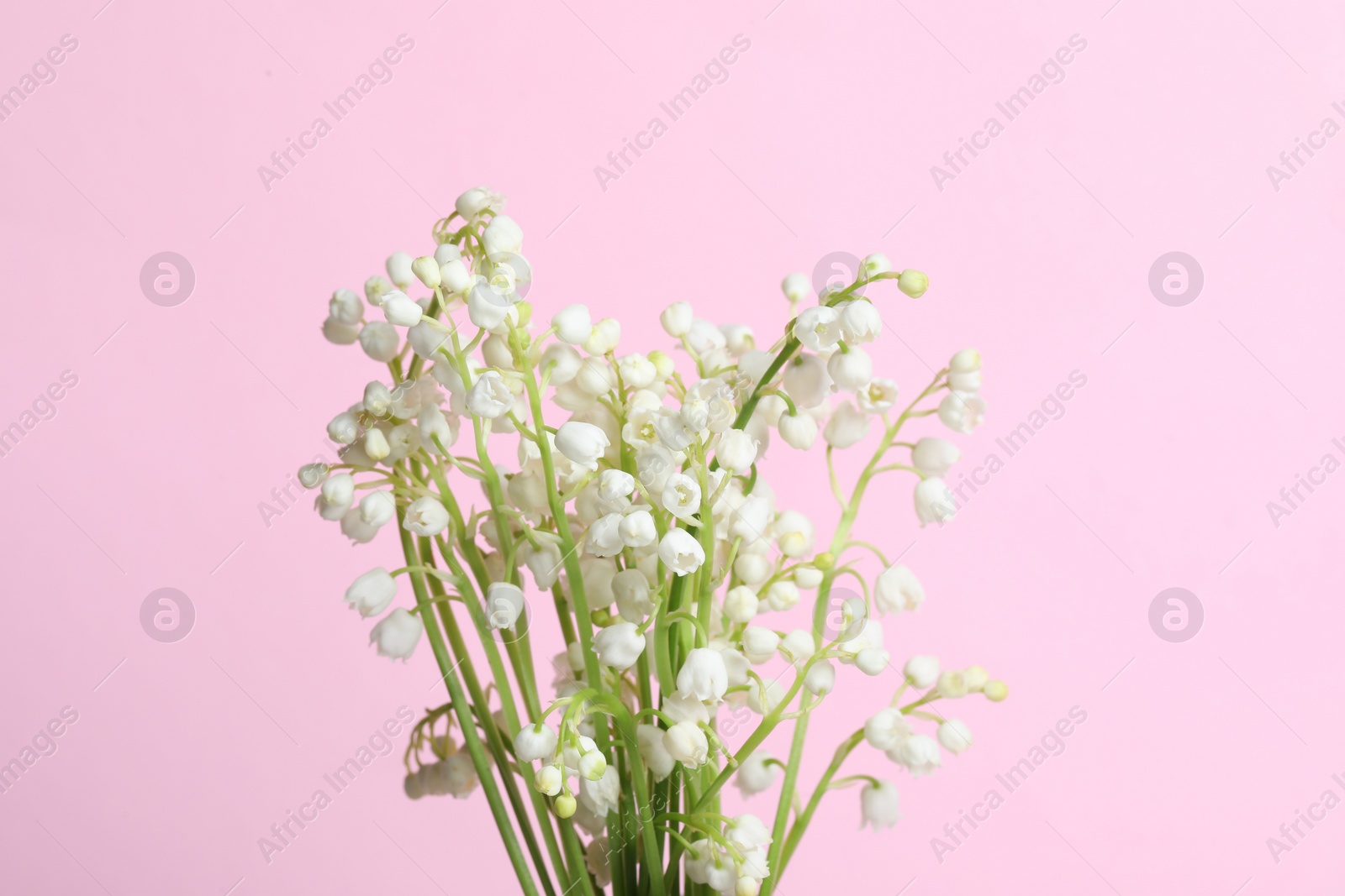 Photo of Beautiful lily of the valley flowers on pink background