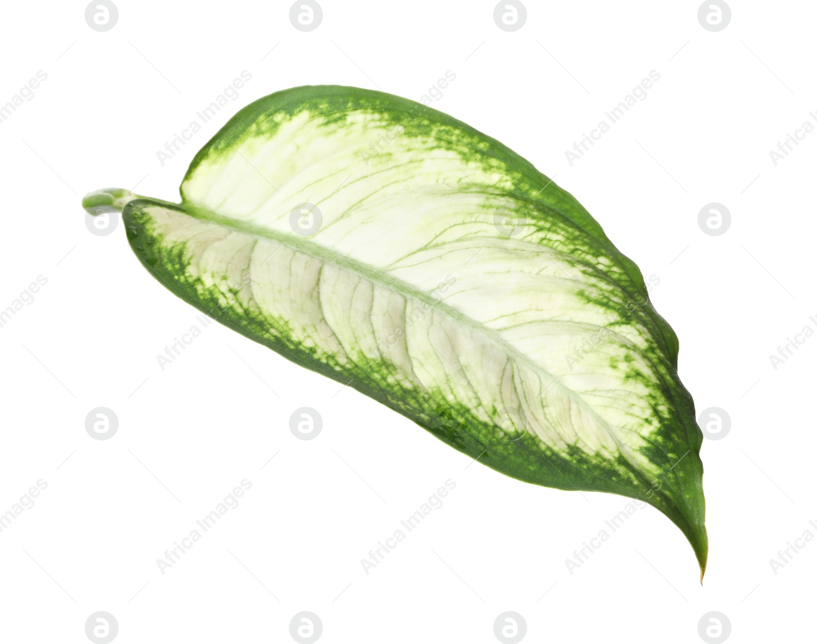 Photo of Leaf of tropical dieffenbachia plant on white background