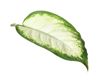 Photo of Leaf of tropical dieffenbachia plant on white background