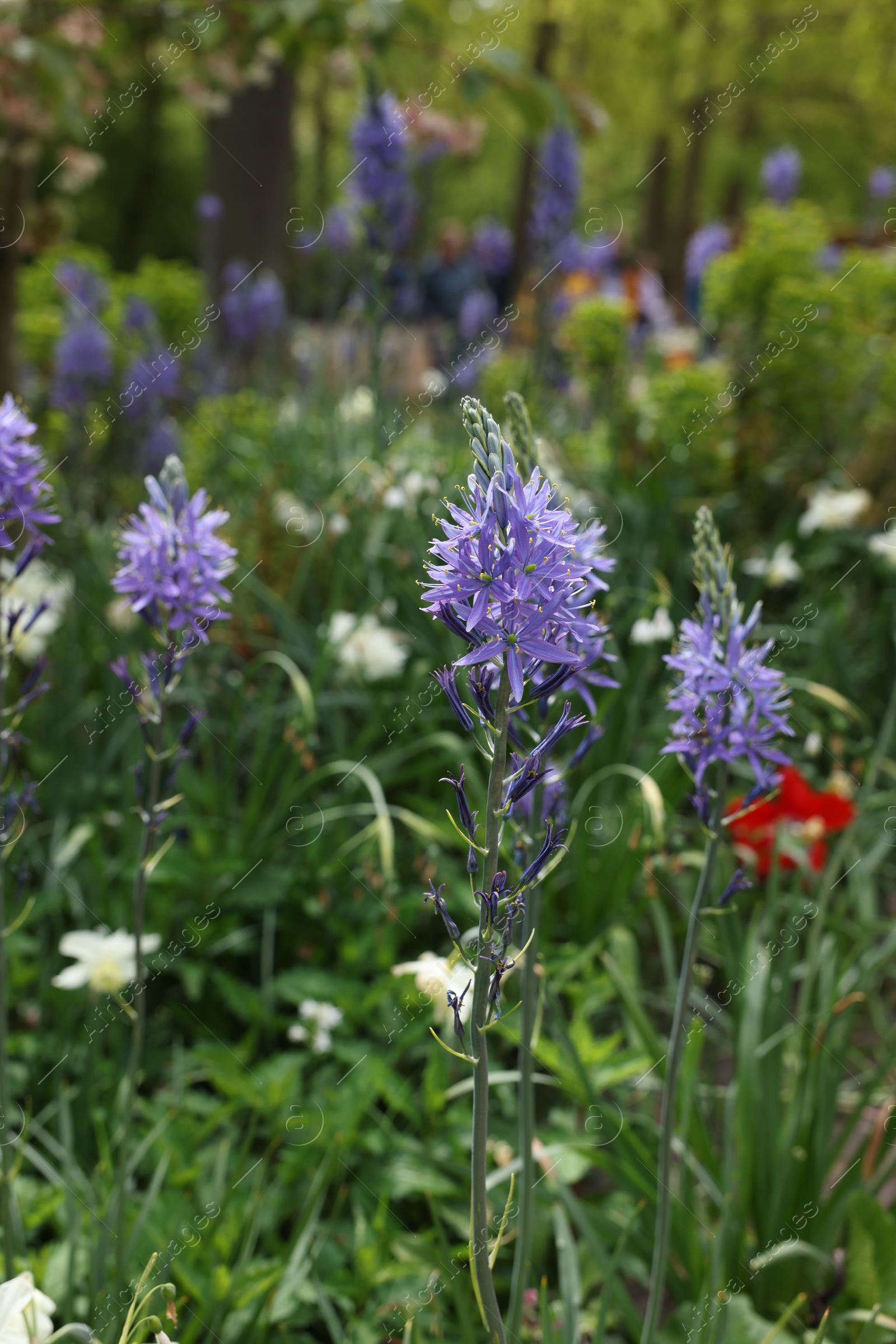 Photo of Beautiful Camassia growing outdoors, closeup. Spring season