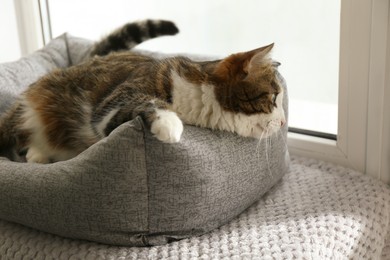 Photo of Cute cat lying on pet bed at home