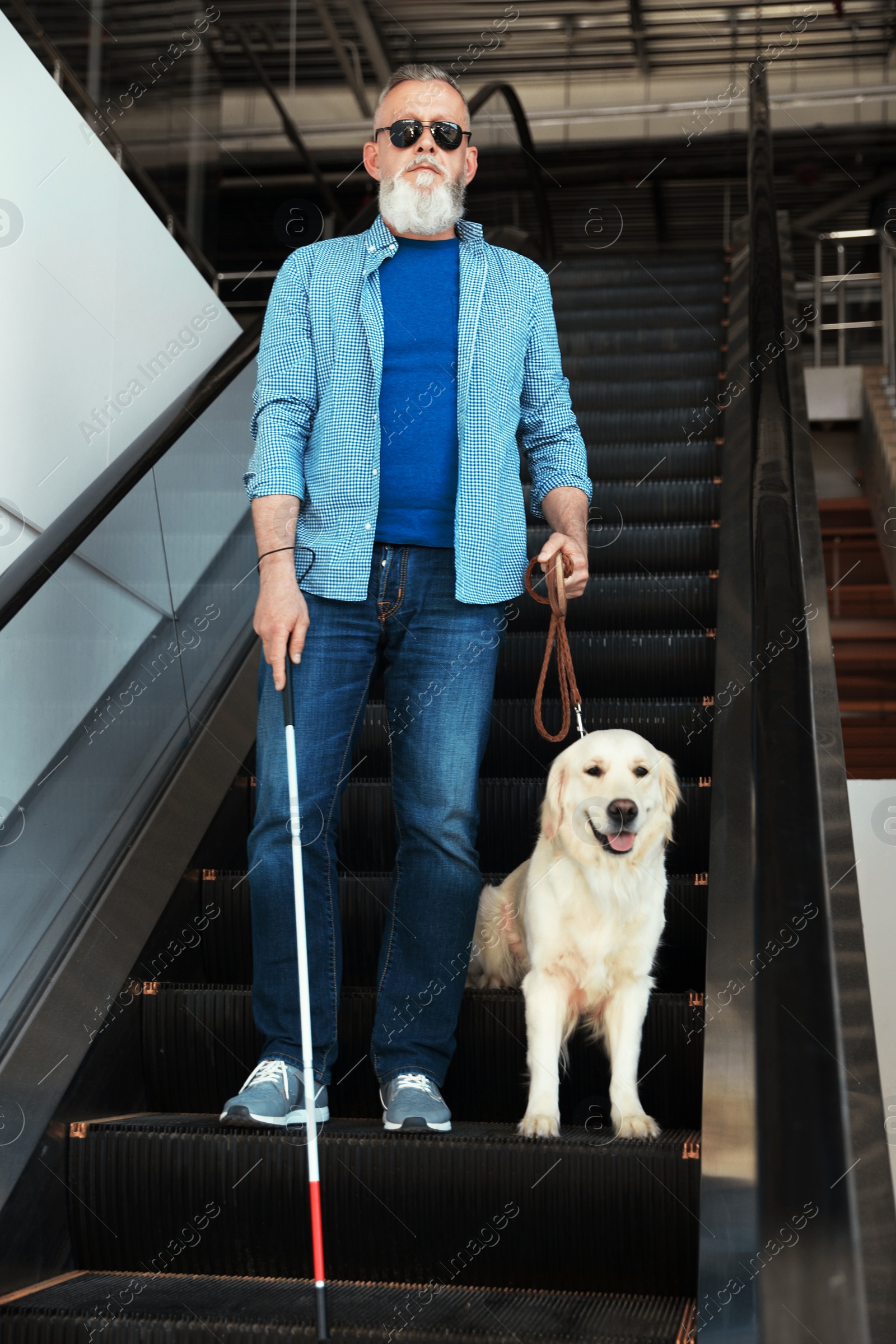 Photo of Blind person with long cane and guide dog on escalator indoors