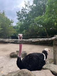 Beautiful black African ostrich in zoo enclosure