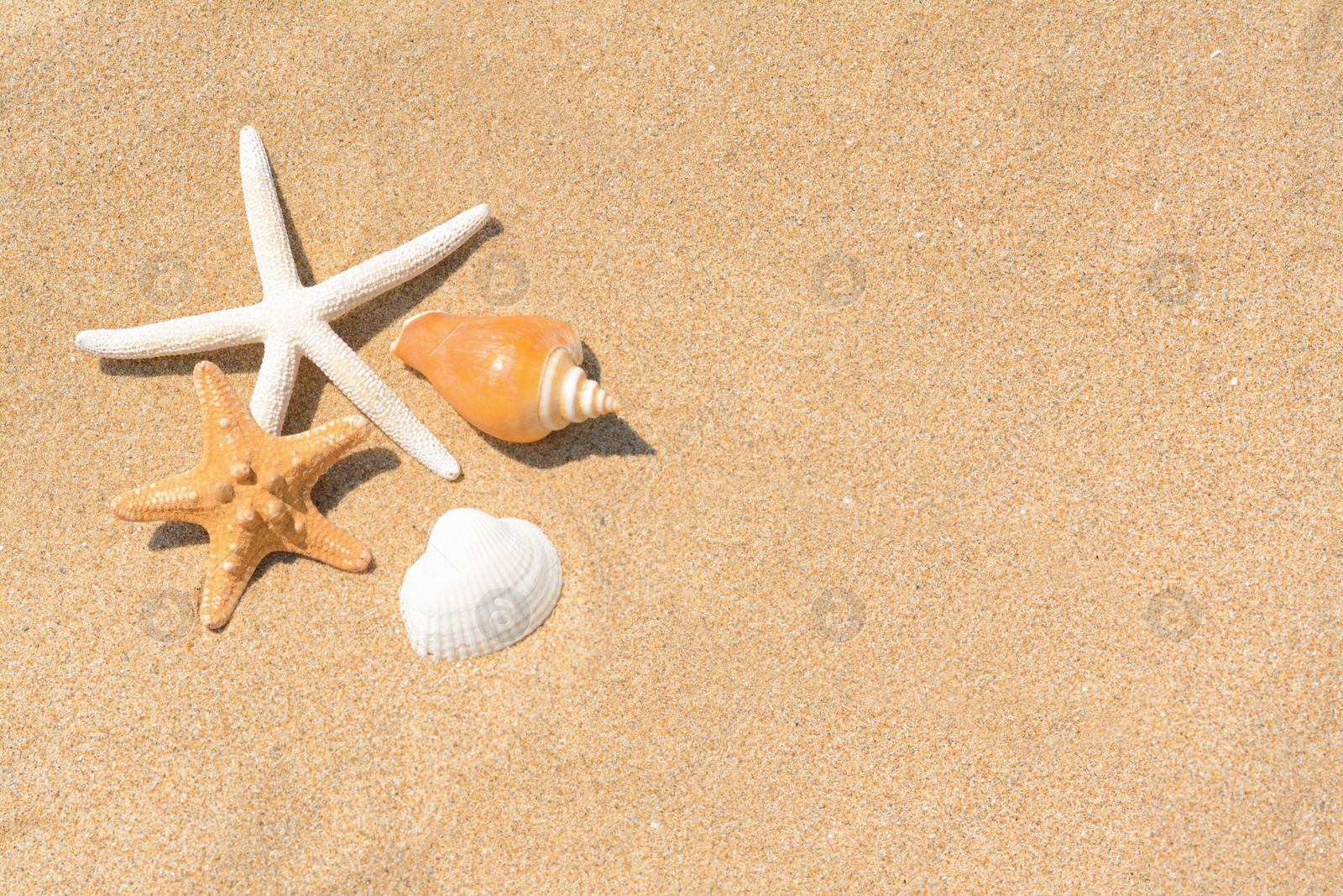 Photo of Beautiful starfishes and sea shells on sandy beach, above view. Space for text