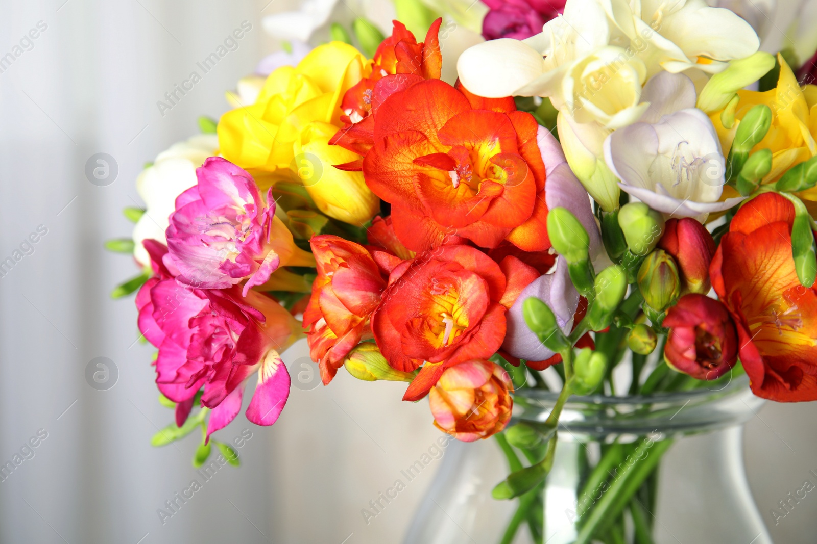 Photo of Beautiful spring freesia flowers in vase, closeup