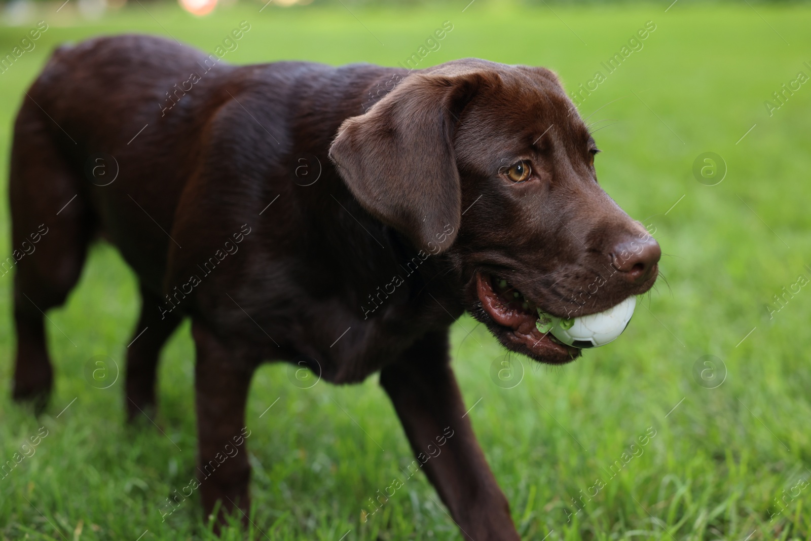 Photo of Adorable Labrador Retriever dog with ball in park, closeup