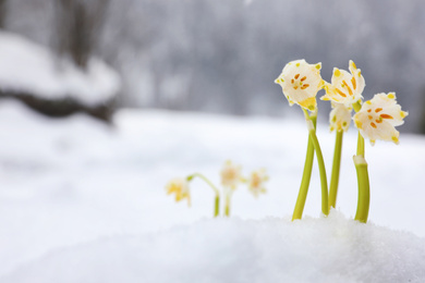 Photo of Spring snowflakes growing outdoors on winter day. Beautiful flowers