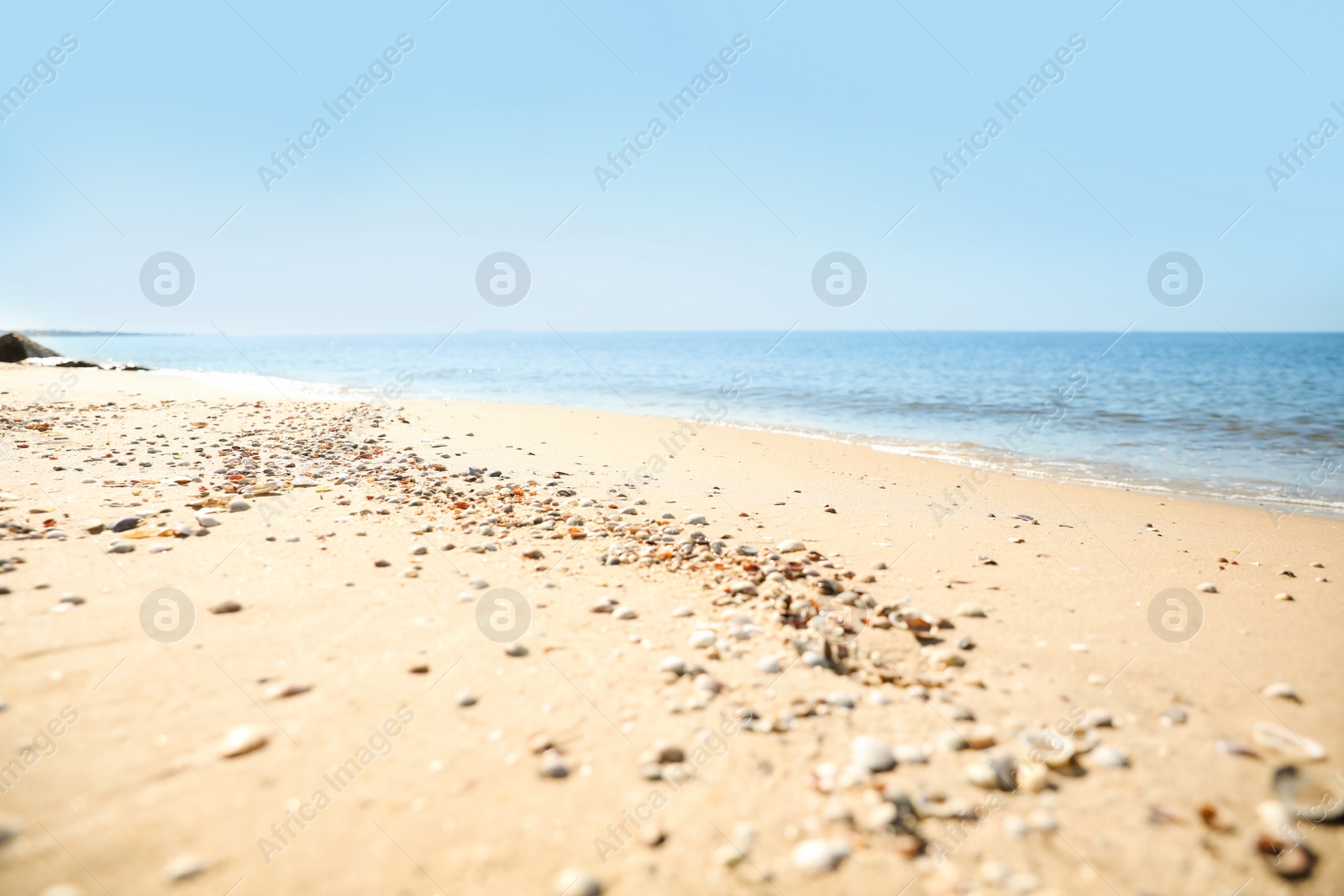 Photo of Beautiful shells on sandy beach near sea, closeup