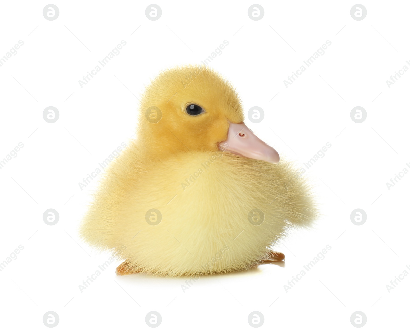 Photo of Cute fluffy gosling on white background. Farm animal