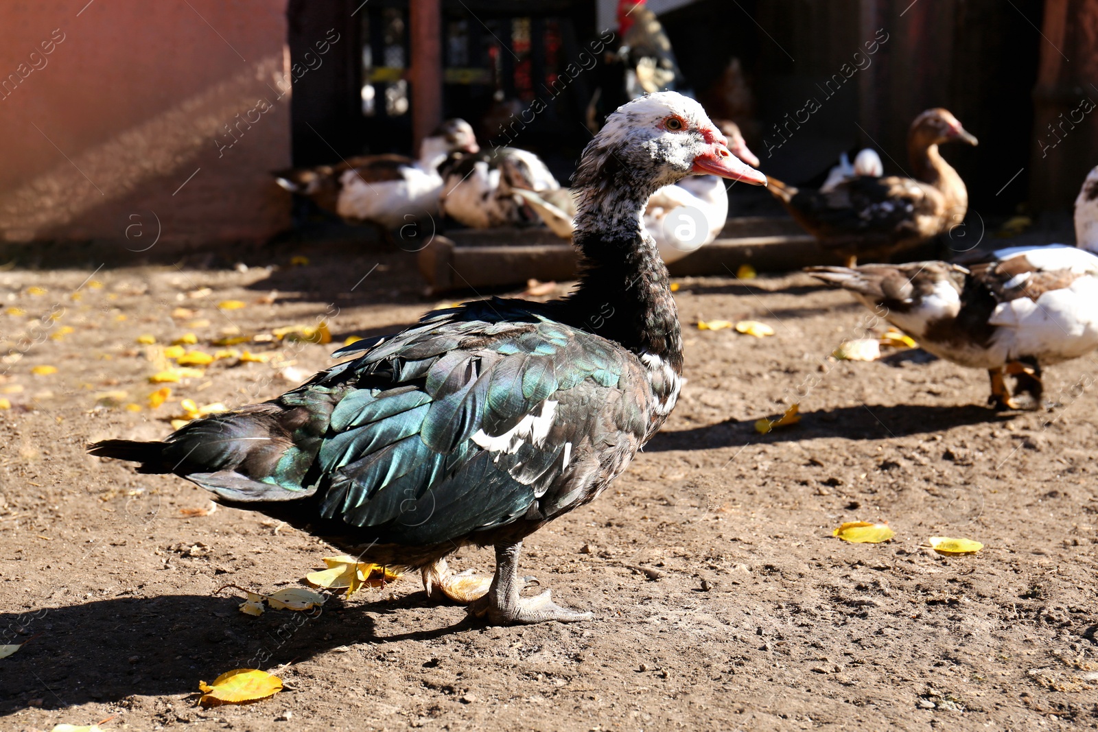 Photo of Many Muscovy ducks in farmyard on sunny day. Rural life