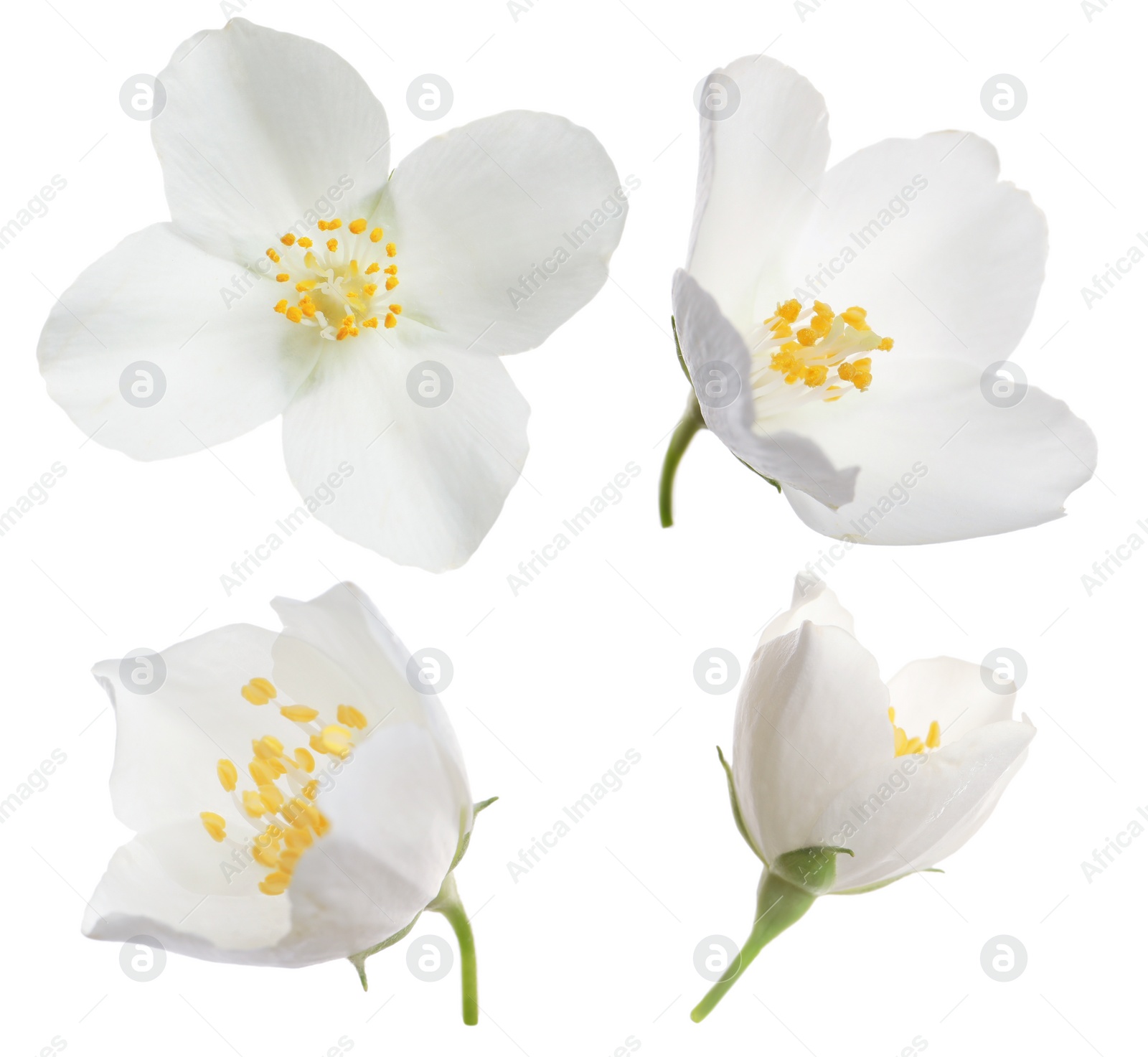 Image of Set with beautiful tender jasmine flowers on white background