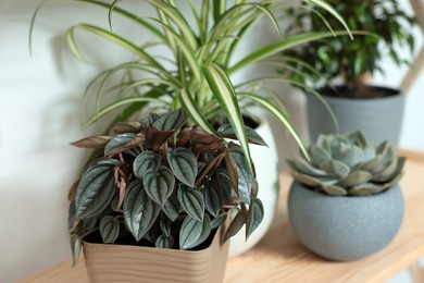 Photo of Beautiful house plants on shelf near white wall, closeup