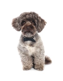 Photo of Cute Maltipoo dog with bow tie on white background. Lovely pet