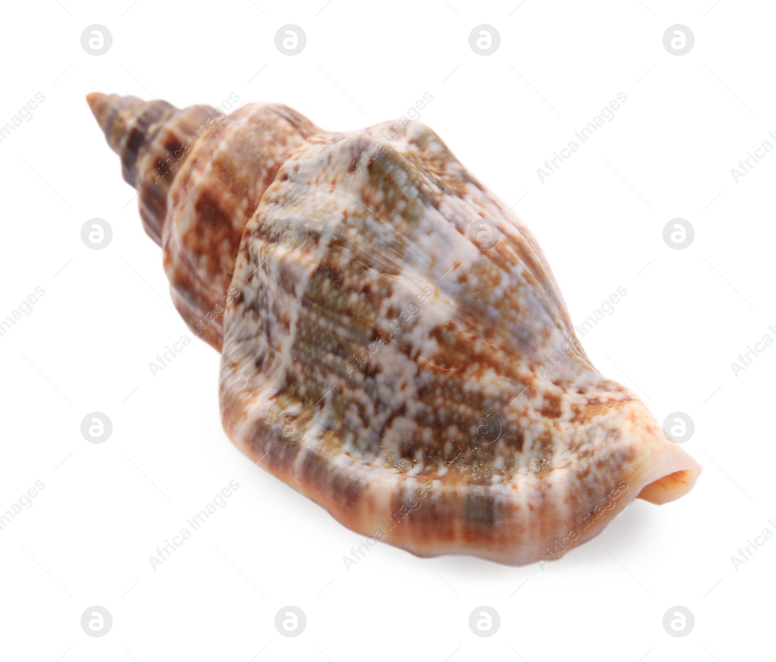 Photo of Beautiful seashell isolated on white. Beach object