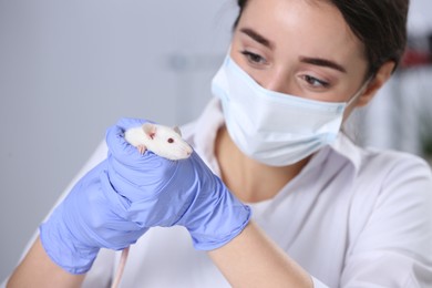 Photo of Scientist with rat in chemical laboratory. Animal testing