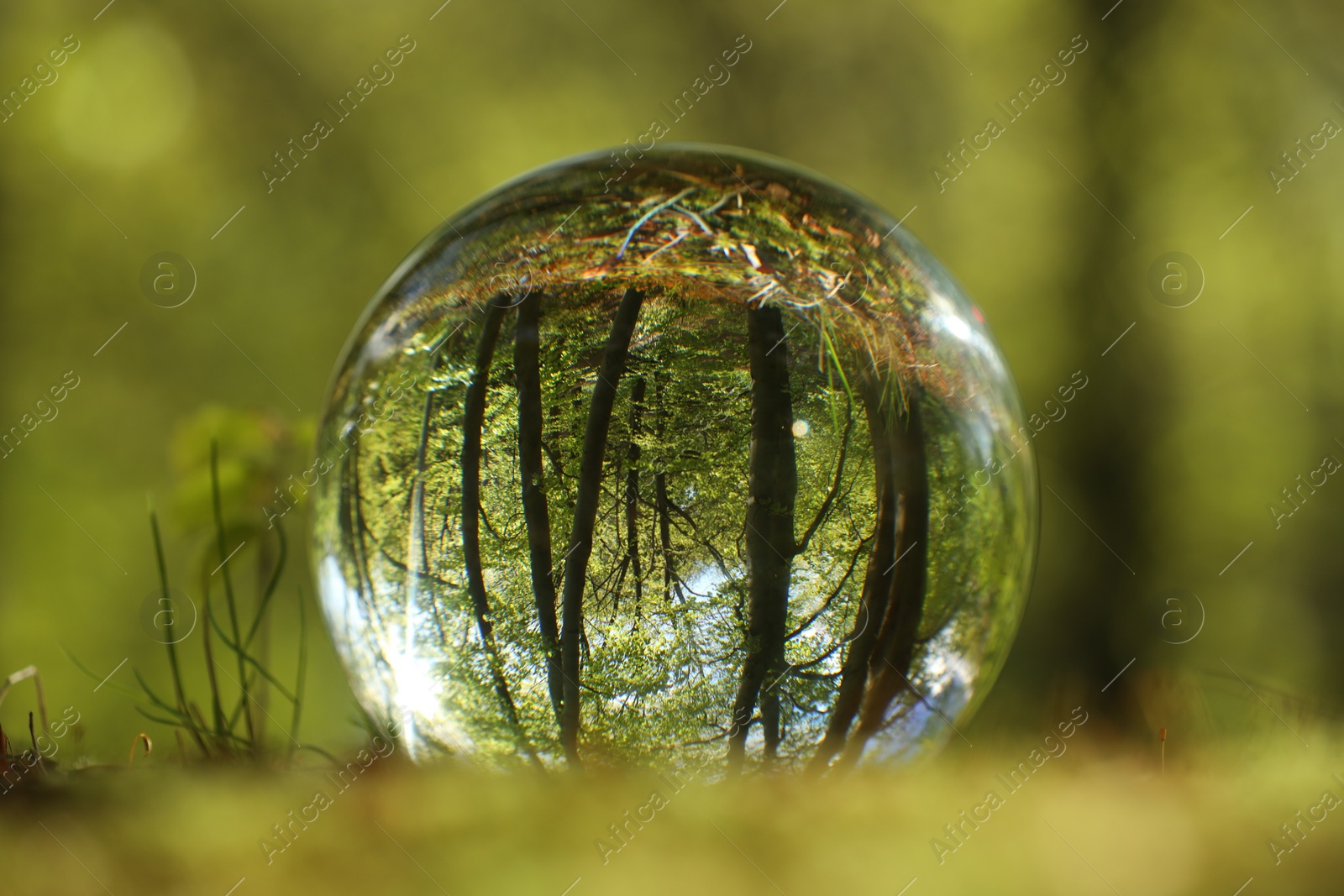 Photo of Beautiful green trees outdoors, overturned reflection. Crystal ball in forest