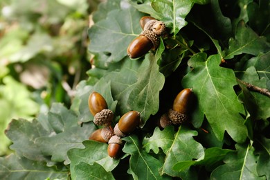 Photo of Oak branch with acorns and leaves outdoors, closeup