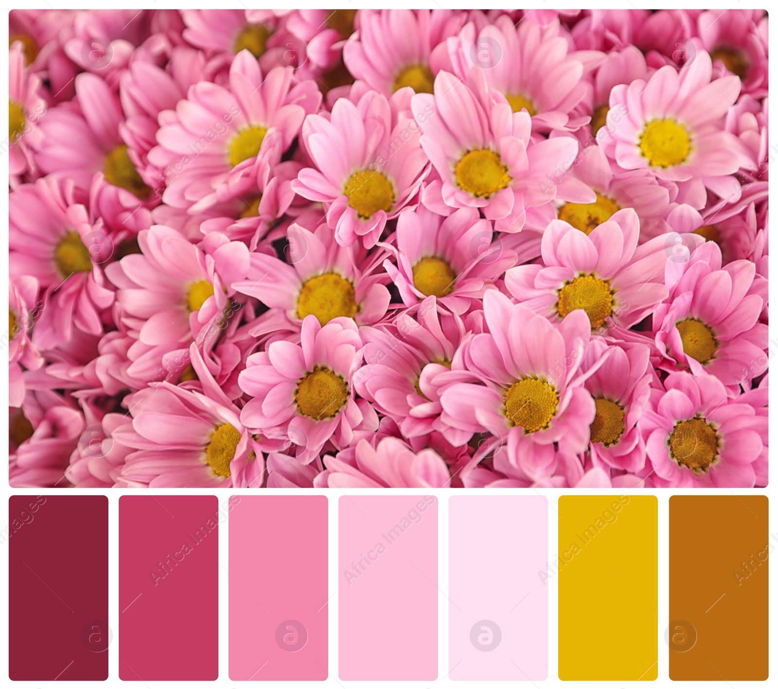 Image of Beautiful fresh flowers and color palette. Collage