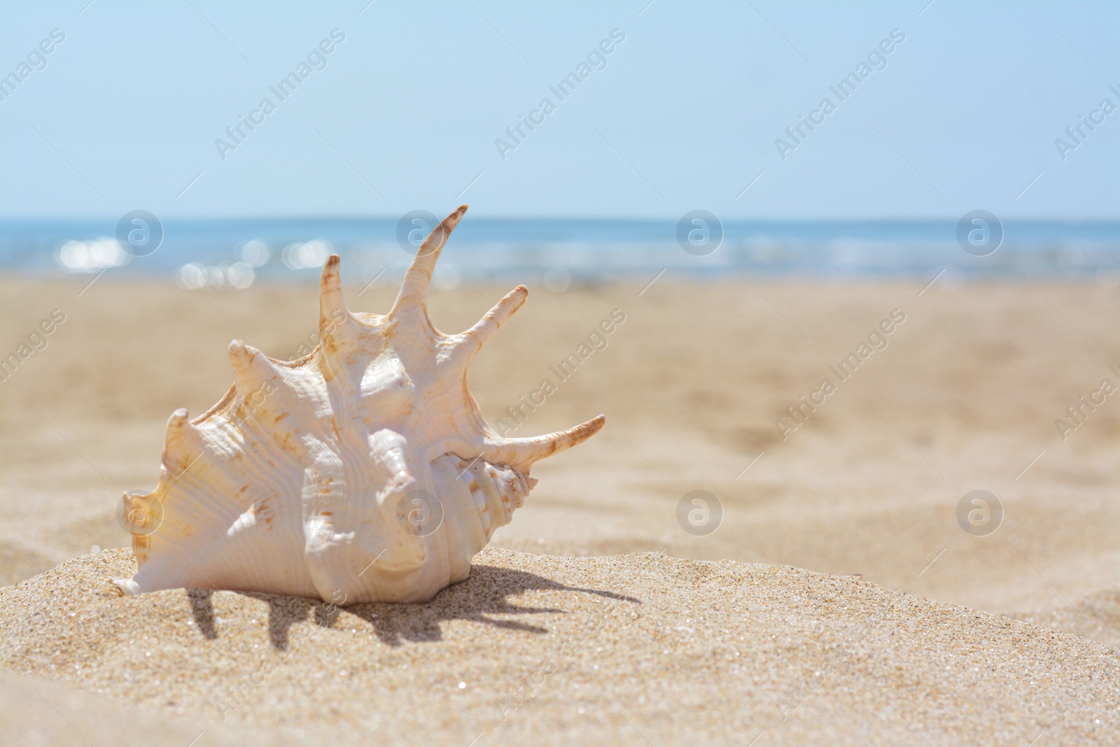 Photo of Sandy beach with beautiful seashell near sea on sunny day, space for text