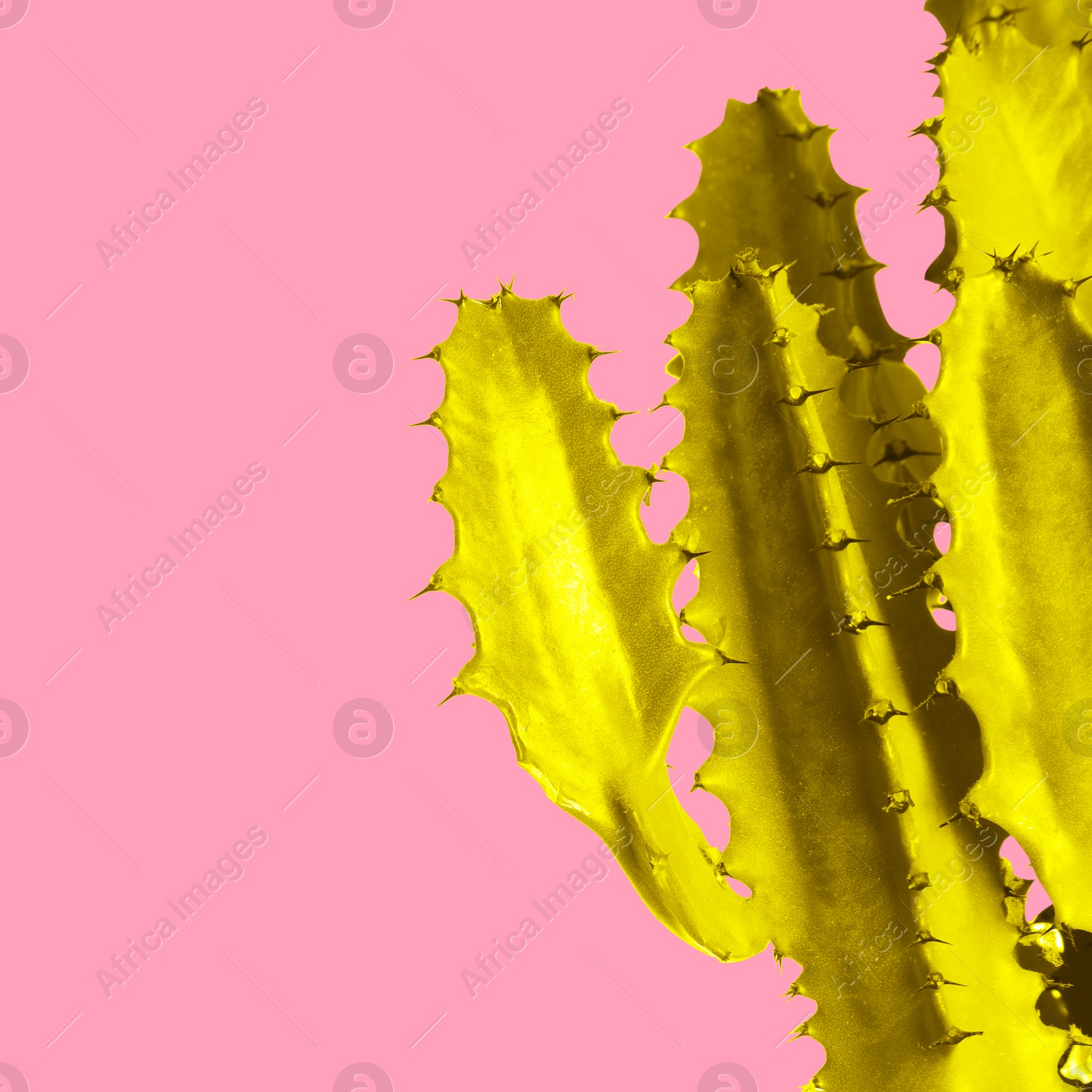 Image of Yellow cactus on pink background. Creative design