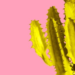 Image of Yellow cactus on pink background. Creative design