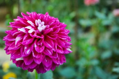 Beautiful blooming pink dahlia flower in green garden, space for text