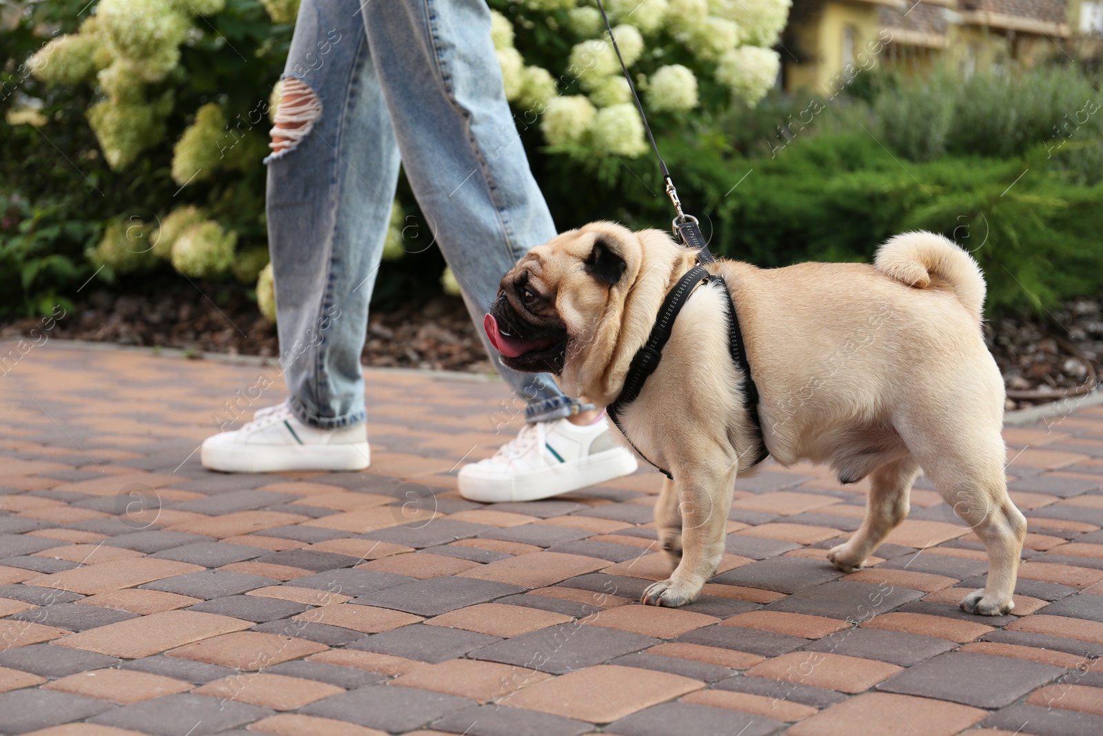 Photo of Woman walking with her cute pug outdoors, closeup