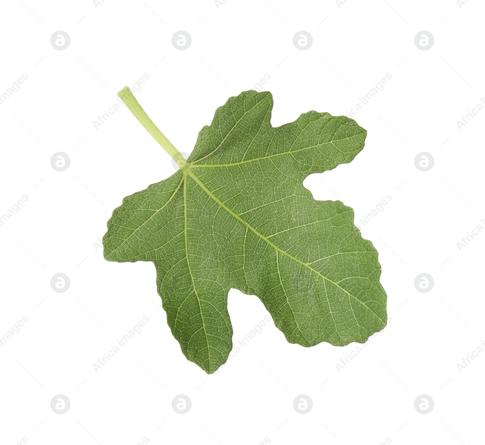 Photo of One green leaf of fig tree isolated on white